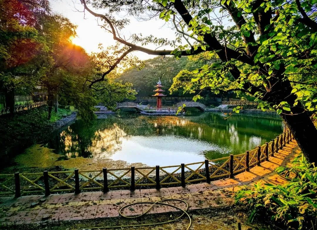 The pond surrounded by trees,